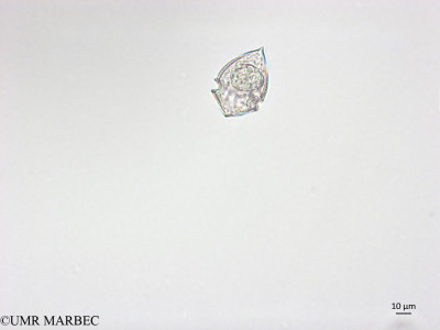 phyto/Brazilian_Nordeste/FernandodeNoronha_station7/ABRACOS1 October 2015/Corythodinium tesselatum (Snap-1543)(copy)_thumb.jpg